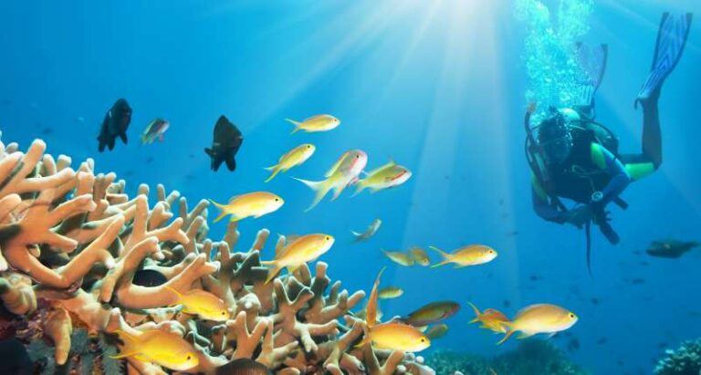 The Beauty and Peace of Sea Beaches: A Complete Guide