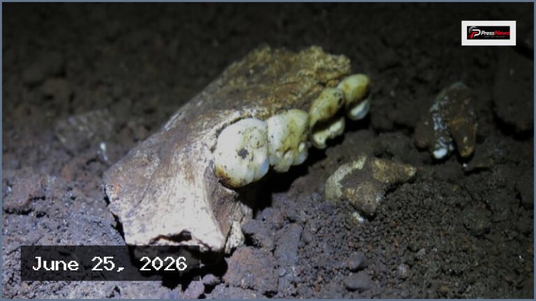Ancient Homo naledi Fossils Found in South African Cave Are Female